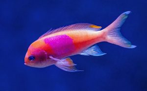 Rainbow Parrotfish