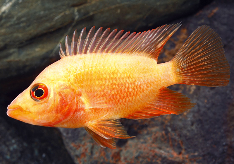 Red Devil Cichlid In A Fish Aquarium