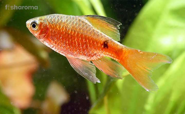 A Rosy Barb