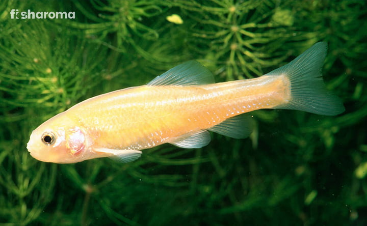 Rosy Red Minnow care guide