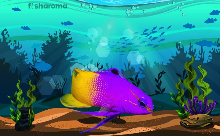 Royal Gramma - Saltwater Fish