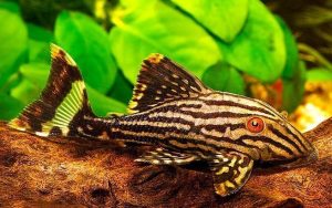 Royal Pleco