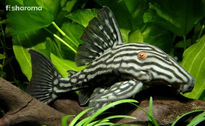 A Royal Pleco On Substrate