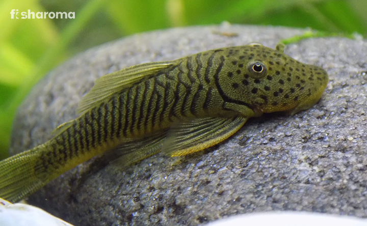 Rubber-Lip-Pleco On Substrate