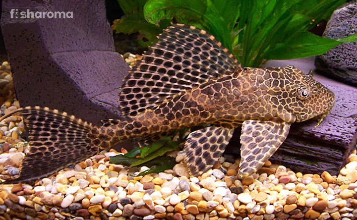 A Sailfin Pleco in its natural habitat.