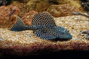 Sailfin Pleco