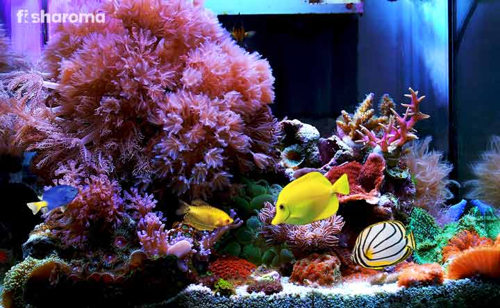 How to Set Up a Saltwater Aquarium (Complete Set-Up Guide)