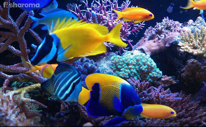 16 Saltwater Fish for Beginners