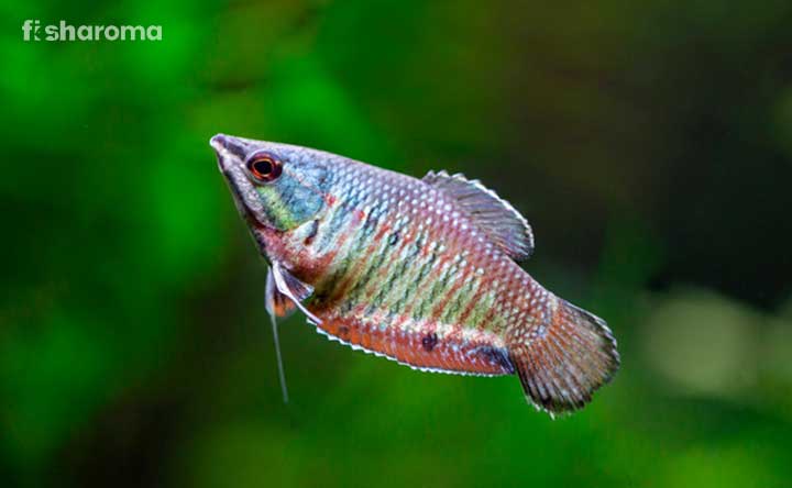 A Samurai Gourami in their natural habitat