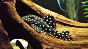 Snowball Pleco fish