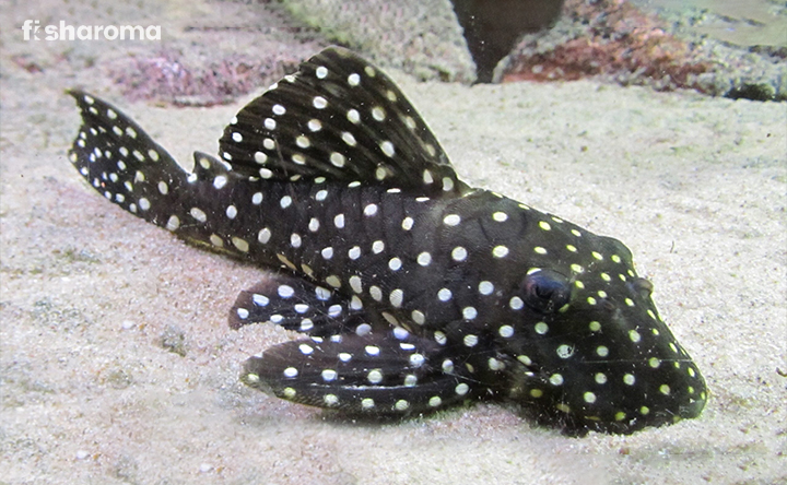 A Full-Grown Snowball Pleco