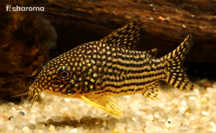 A Sterbai Cory in its natural habitat