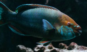 Stoplight Parrotfish