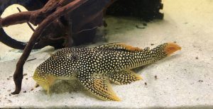 Sunshine Goldie Pleco