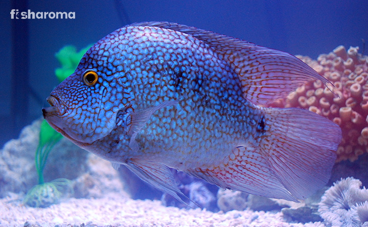 Texas Cichlid In A Tank