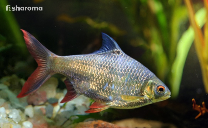 A Tinfoil Barb in its natural habitat.