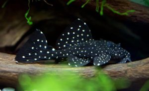 Vampire-Pleco