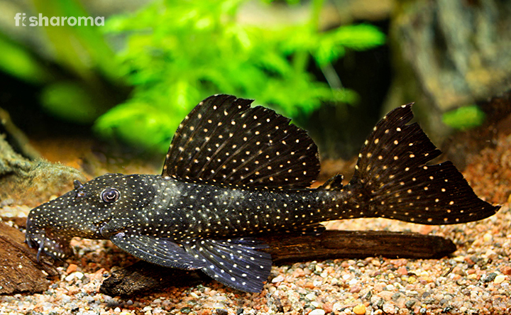 Vampire Pleco at the bottom of a freshwater tank