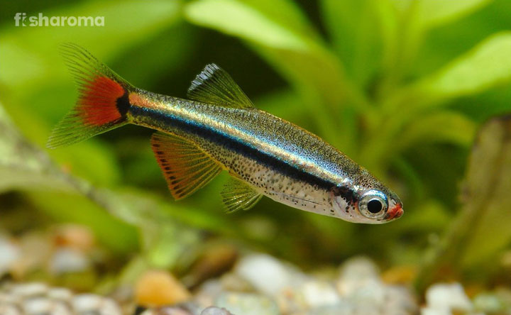 White Cloud Mountain Minnow In A Fish Aquarium