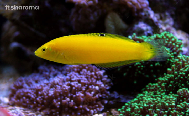 Yellow Coris Wrasse