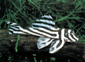 Zebra Pleco