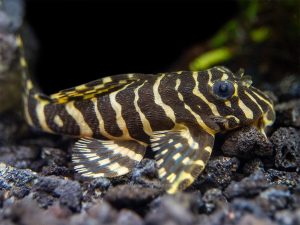 leopard frog pleco