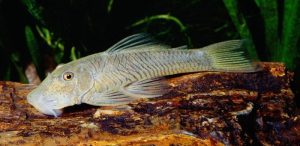 rubber lip pleco
