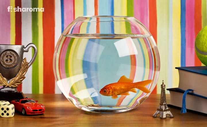 Fish in a Fish Bowl