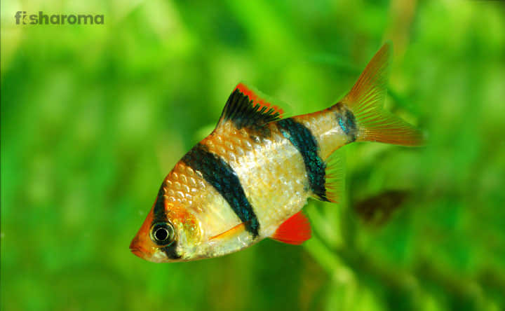 Tiger Barb Care Guide