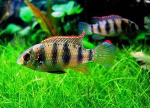 African Butterfly Cichlid