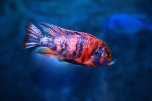 African-Peacock-Cichlid