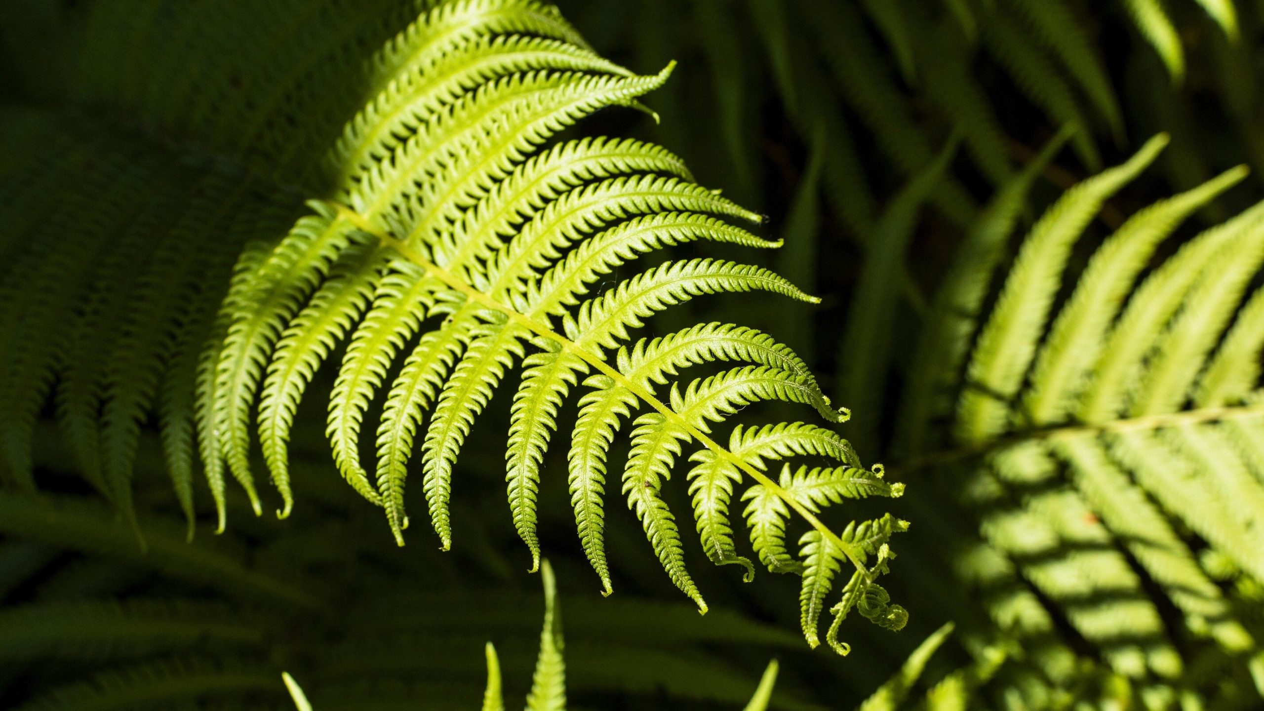 African Water Fern