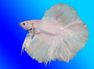 Albino Betta Fish