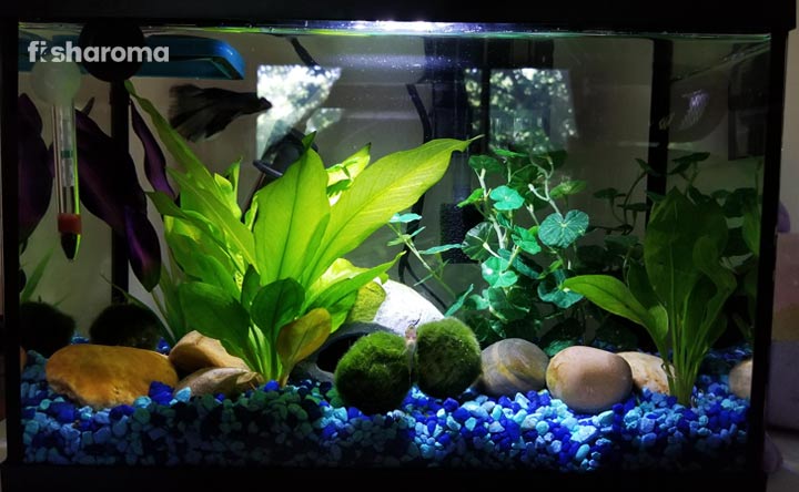 Amazon Sword - Aquarium Plant