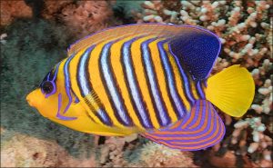 Angelfish