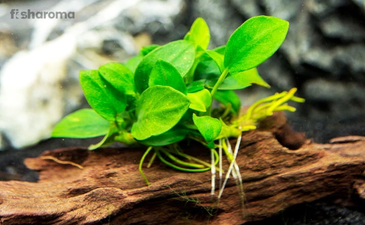 Anubias Nana – The Complete Care Guide of this Aquatic Plant