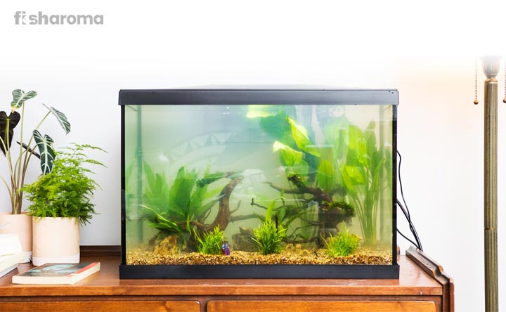 20+ Beginner Aquarium Mistakes and How to Avoid Them