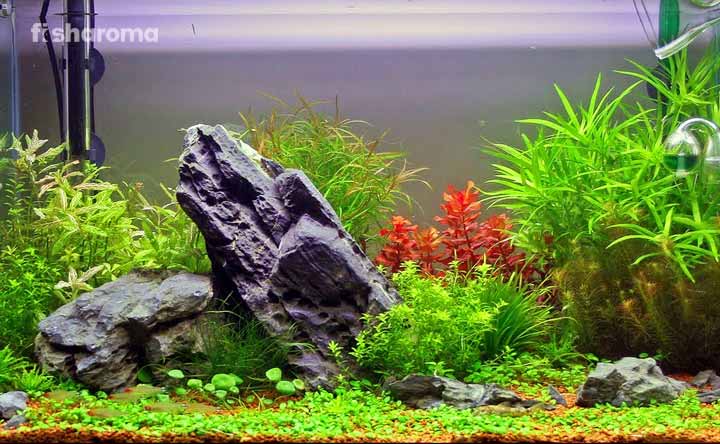 15 Best Aquarium Plants to Create Natural Ambiance for Your Pet Fish