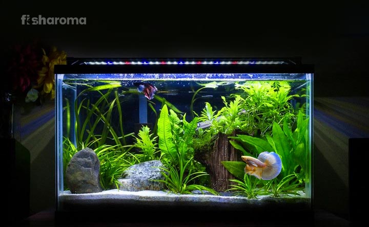Best Plants for a Betta Fish Tank