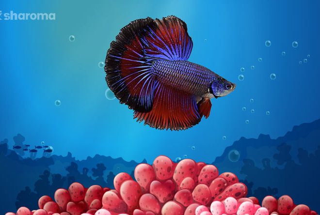 How Long Do Betta Fish Live? Ideas to Increase their Lifespan