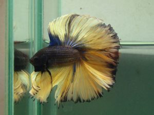 Bi colour betta fish