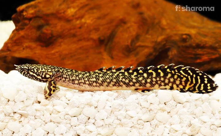 Bichir Fish on the substrate