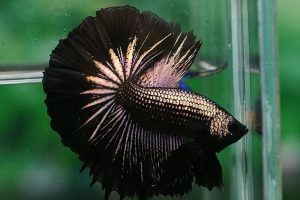 Black Betta Fish