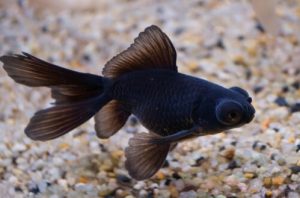 Black Moor Goldfish