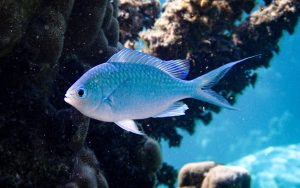 Blue Chromis