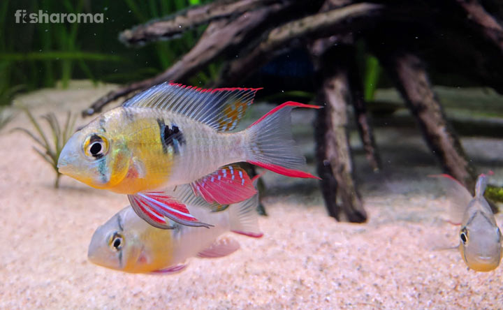 Beautiful Bolivian Ram swimming in the aquarium