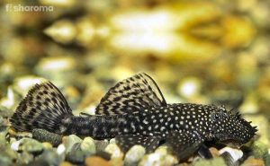 Bristlenose Plecostomus