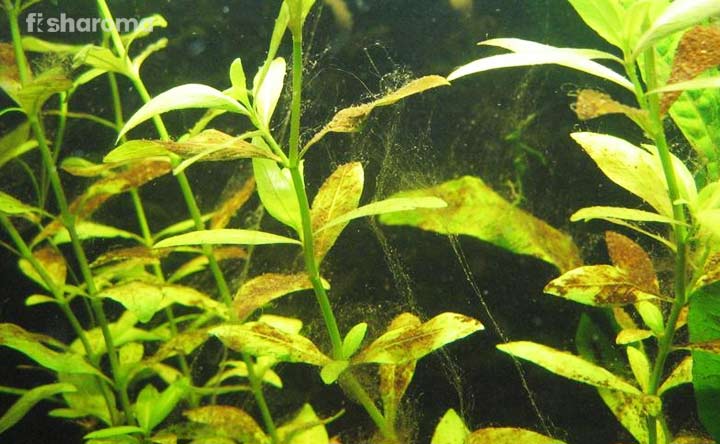 Brown algae in aquarium