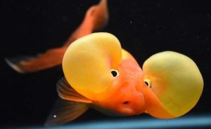 Bubble Eye Goldfish