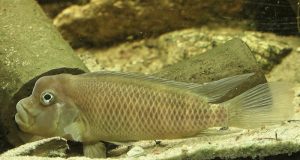 Buffalo Head Cichlid